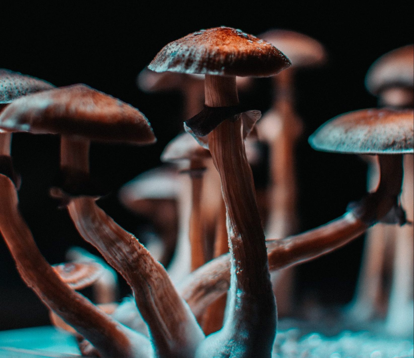 Psychedelics 101: Psilocybin Edition